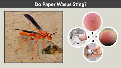 Do Paper Wasps Sting