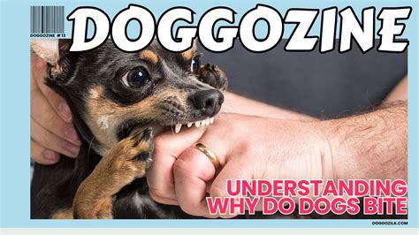 Do People Bite Dogs