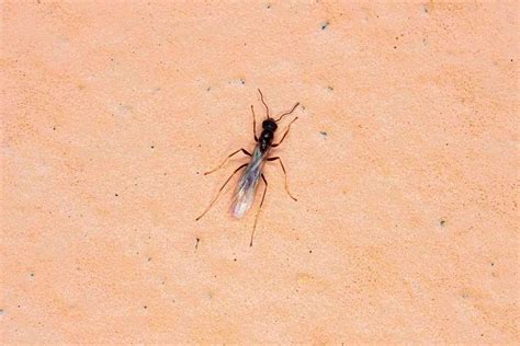 Do Sugar Ants Bite