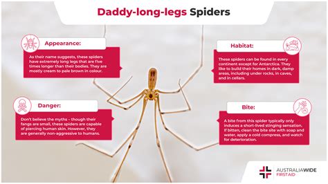 Do They Bite Daddy Long Legs