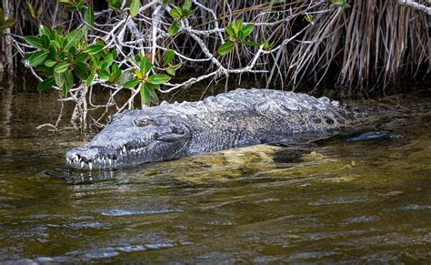 Do They Have Crocodiles In Florida