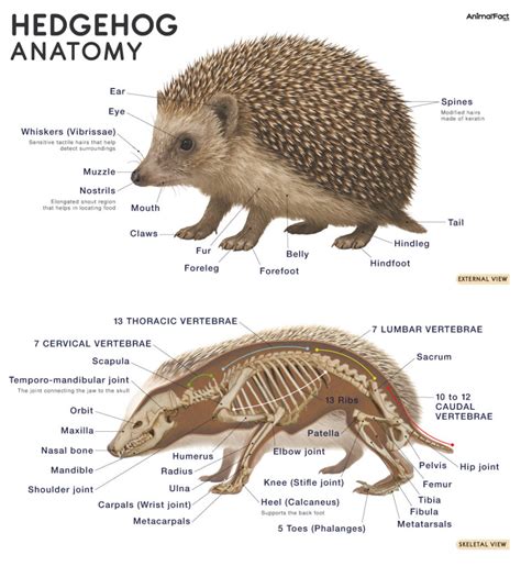 Do They Have Hedgehogs In America