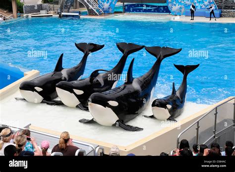 Do They Have Orcas At Seaworld