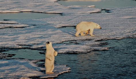 Do They Have Polar Bears In Greenland