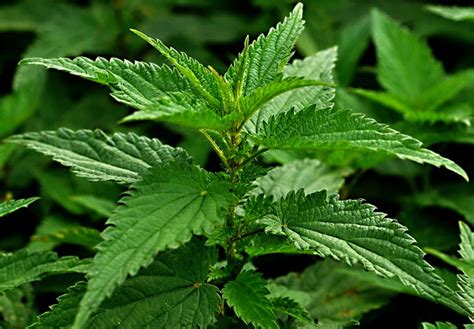 Do They Have Stinging Nettles In America