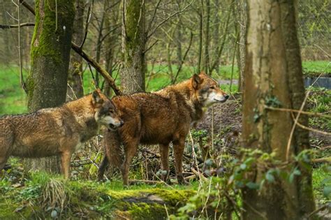 Do They Have Wolves In Ireland