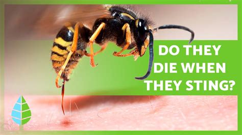 Do Wasps Die When They Sting Someone