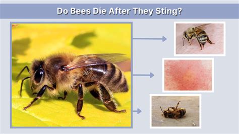 Do Yellowjackets Die After They Sting