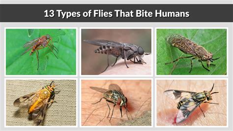 Do You Flies Bite