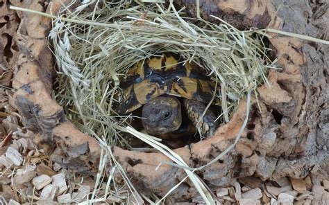 Do You Hibernate Tortoises