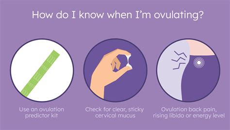 Do You Ovulate When Pregnant