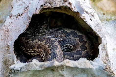 Do You Snakes Hibernate