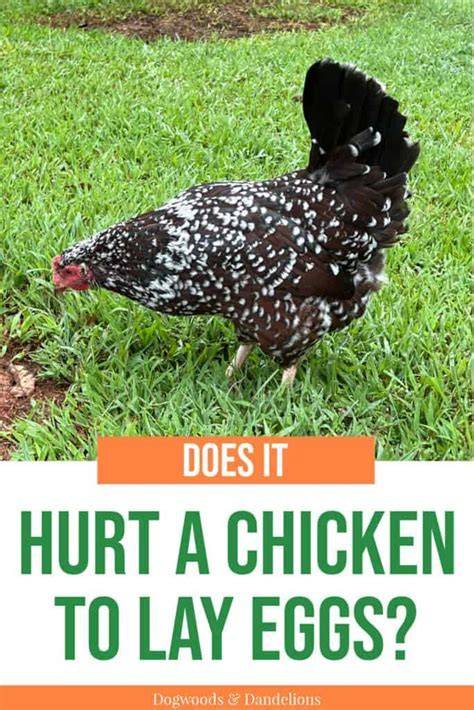 Does It Hurt Chickens To Lay Eggs