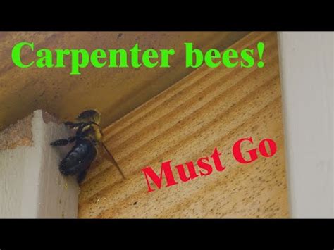 Does Stain Keep Carpenter Bees Away