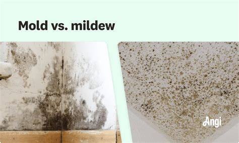Does Stain Kill Mold