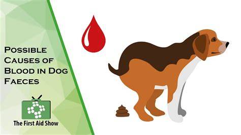 Dog Stool With Blood