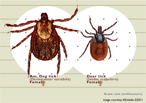 Dog Vs Deer Tick