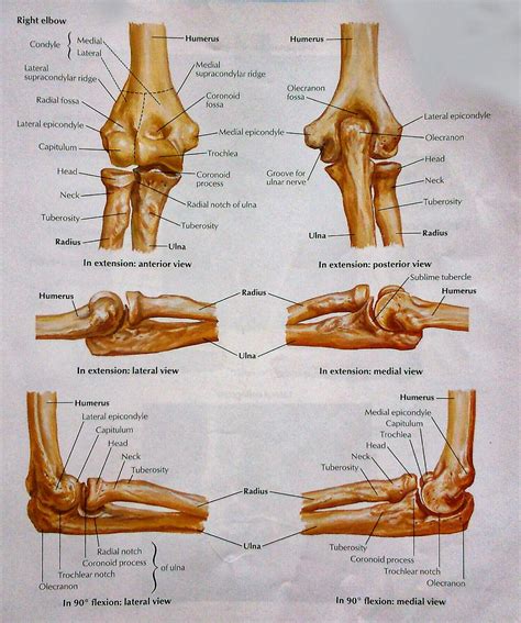 Double Jointed Elbow