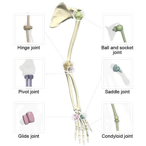 Double Jointed Meaning