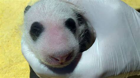 Down Syndrome Panda