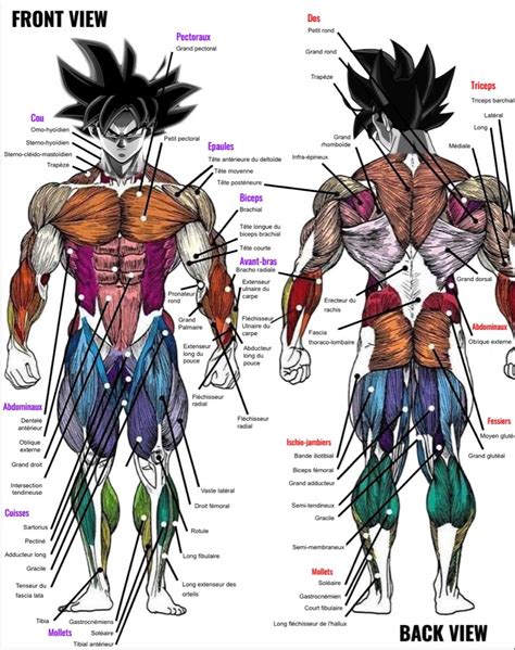 Dragon Ball Z Anatomy