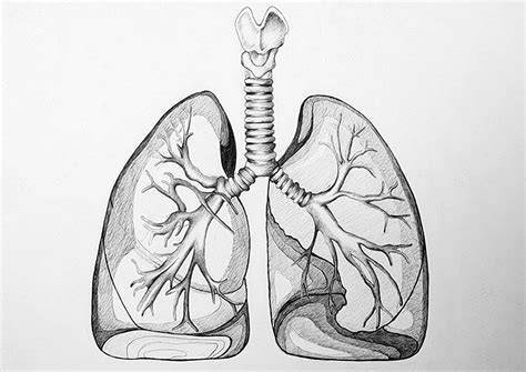 Draw Of Lungs