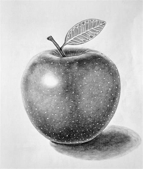 Drawing Of Apple