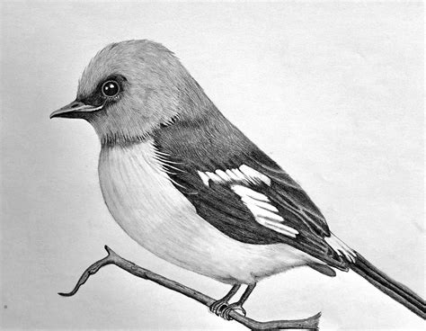 Drawing Of Bird