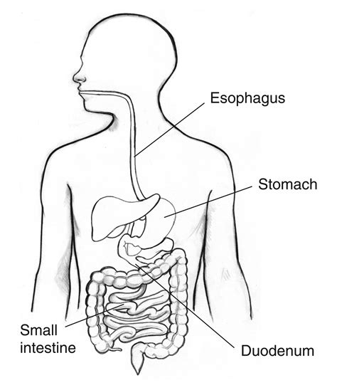 Drawing Of Digestive System