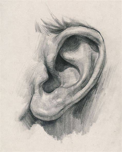 Drawing Of Ear