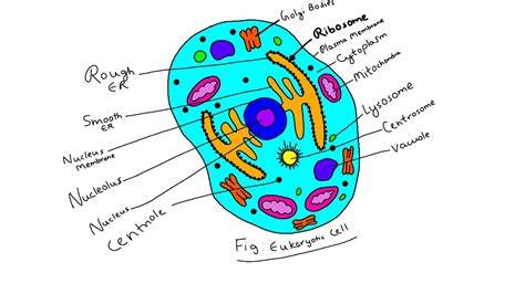 Drawing Of Eukaryotic Cell