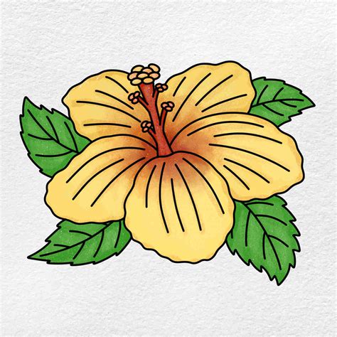 Drawing Of Hibiscus Flower