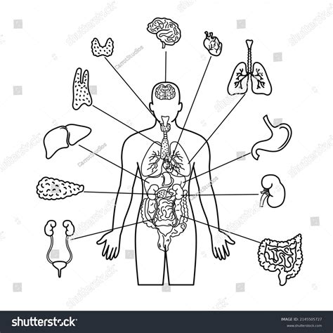 Drawing Of Internal Organs