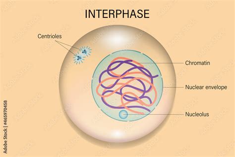 Drawing Of Interphase