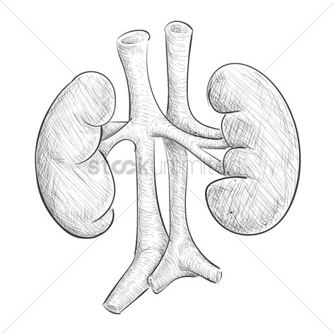 Drawing Of Kidney