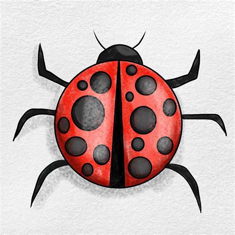 Drawing Of Ladybug