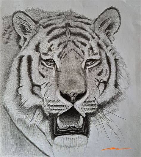 Drawing Of Tiger
