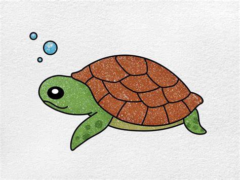 Drawing Of Turtle