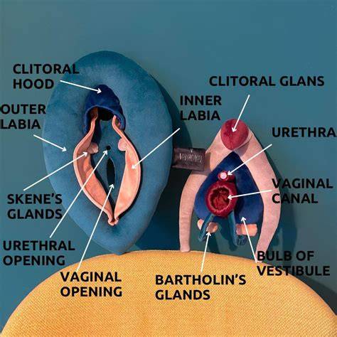 Drawing Of Vagina Anatomy
