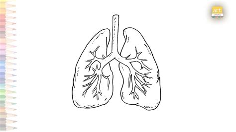 Drawing The Lungs