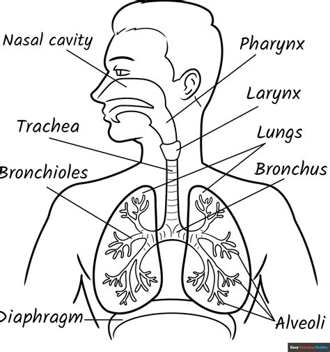 Drawing The Respiratory System