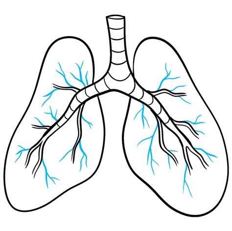 Drawings Of The Lungs