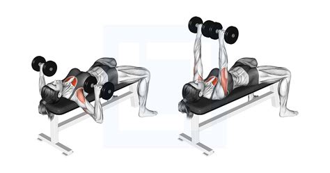 Dumbbells For Chest Press