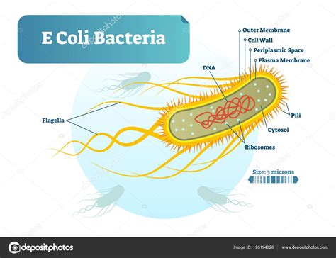 E. Coli Bacteria Structure