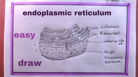 E.r. Drawing