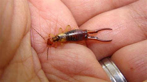 Earwig Do They Bite