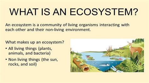 Ecosystem Meaning Of Urdu