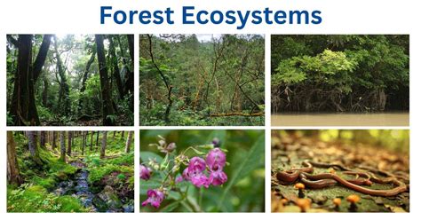 Ecosystem Of A Forest