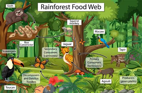 Ecosystem Of A Rainforest