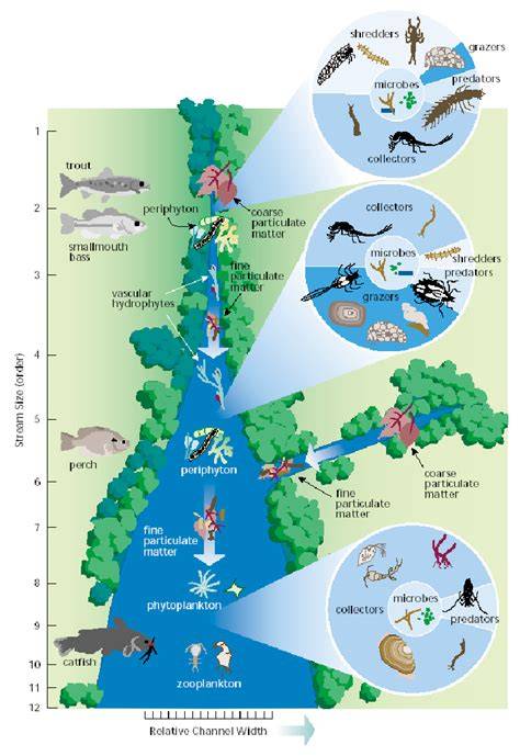 Ecosystem Of A River